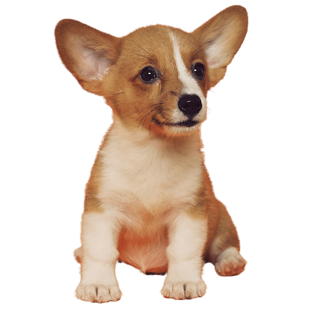 corgi